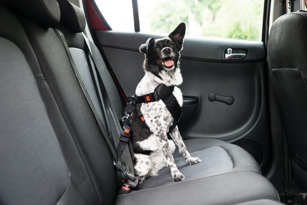 Dog With Sticking Out Tongue Sitting In A Car Seat